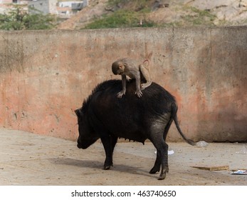 Macaque Monkey Riding On Pig Stock Photo 463740650 | Shutterstock