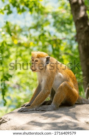 A macaque monkey sits on the ground in the jungle. Wildlife scene with wild animals.