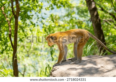 A macaque monkey sits on the ground in the jungle. Wildlife scene with wild animals.