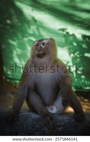 A macaque monkey sits on a stone surface with a green mesh screen and dappled sunlight in the background, creating a serene and natural scene.