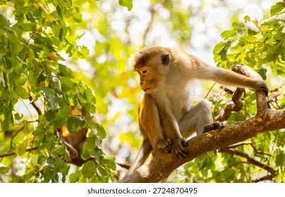A macaque monkey sits on a tree in the jungle. Wildlife scene with wild animals.