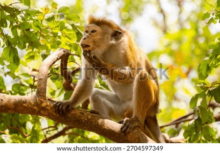 A macaque monkey sits on a tree in the jungle. Wildlife scene with wild animals.