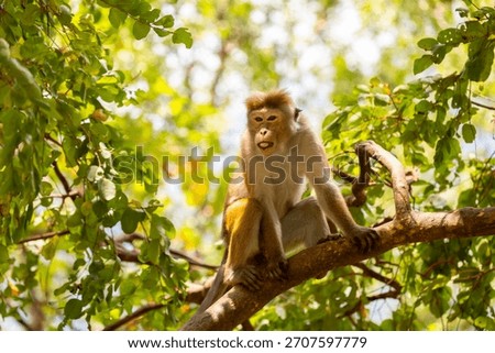 A macaque monkey sits on a tree in the jungle. Wildlife scene with wild animals.