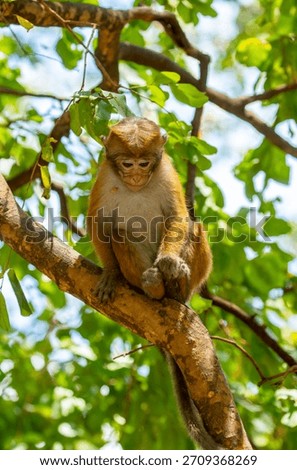 A macaque monkey sits on a tree in the jungle. Wildlife scene with wild animals.