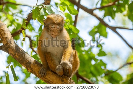 A macaque monkey sits on a tree in the jungle. Wildlife scene with wild animals.