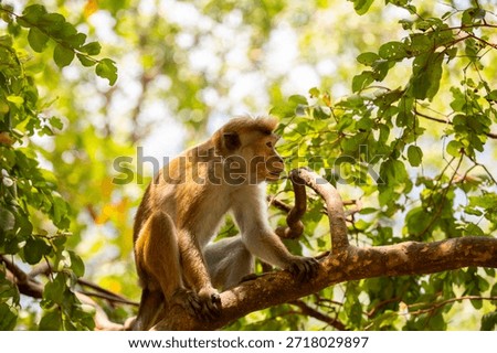 A macaque monkey sits on a tree in the jungle. Wildlife scene with wild animals.