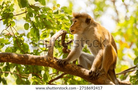 A macaque monkey sits on a tree in the jungle. Wildlife scene with wild animals.