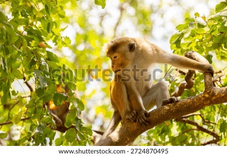 A macaque monkey sits on a tree in the jungle. Wildlife scene with wild animals.