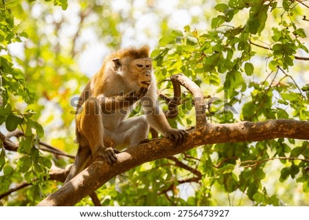 A macaque monkey sits on a tree in the jungle. Wildlife scene with wild animals.