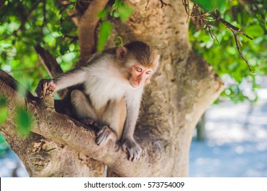 Macaque monkey sitting on the tree. Monkey Island, Vietnam, Nha Trang