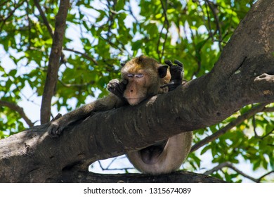 Macaque Monkey sleep on the tree in tropical forest , southeast asia thailland