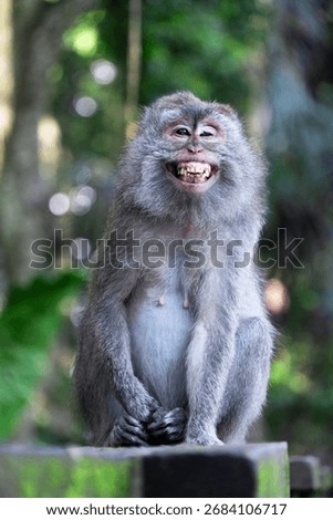 Macaque Monkey Smiling in Bali