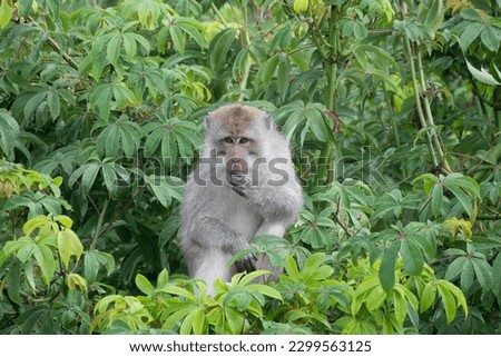 Macaque monkey in the tropical rainforest of the Mount Rinjani National Park, Senaru village,  Bayan, North Lombok, Indonesia