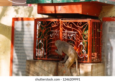 Macaque monkey is trying to extract something out of barred box but lacks length paws. Similarity of behavior of apes and humans, animal behavior (ethology)