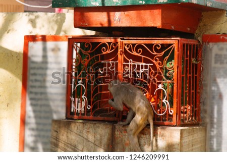 Macaque monkey is trying to extract something out of barred box but lacks length paws. Similarity of behavior of apes and humans, animal behavior (ethology)