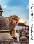 Macaque Monkeys In Kathmandu, Nepal. Located in Swayambhunath Stupa (Monkey Temple).