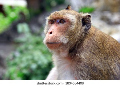 macaque, monkeys, Portrait of a monkey face in the wild and blurred background