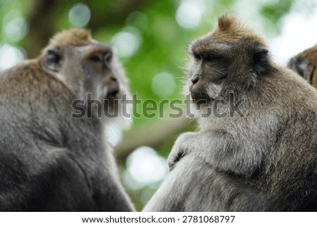 Macaque monkeys in ubud monkey forest on bali island