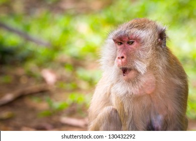 Macaque monkeys in wildlife, Thailand
