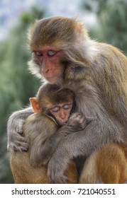 野生動物 親子 の写真素材 画像 写真 Shutterstock