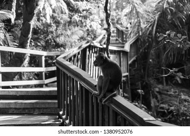 Macaque Profile Sitting On Ledge In Ubud Monkey Forest, Bali, Indonesia