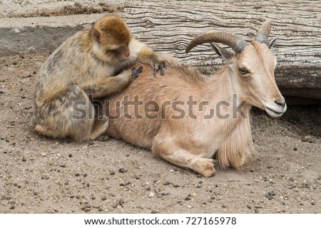 macaque removing lice goat stock photo edit now 727165978 lice on goats