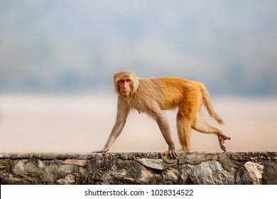 Macaque rhesus walking on the wall with beautiful blurry background. Cheeky monkey in the city area. Wildlife scene with danger animal. Hot weather in India. Macaca mulatta.