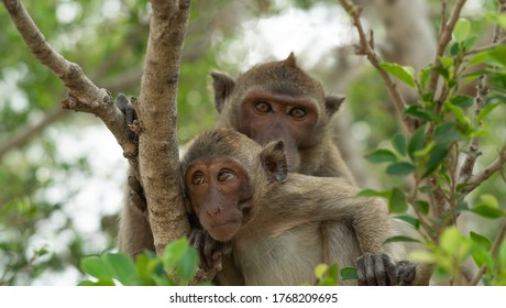 Singe De Bebe Images Photos Et Images Vectorielles De Stock Shutterstock