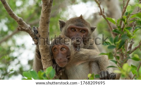 The macaque is scientifically known as the Macaca fascicularis. The mother and baby monkey sit and rest on the trees, 