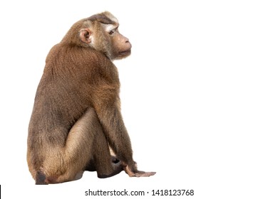 Macaque Siting  Isolated On White Background.