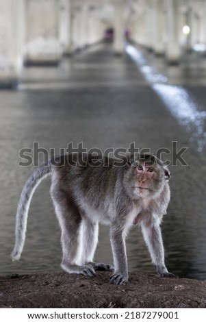 A macaque standing under a bridge