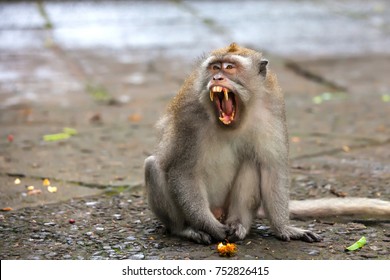 Macaque yawns, open his mouth with grin and showing his big yellow teeth. Cute monkeys lives in Ubud Monkey Forest, Bali, Indonesia.