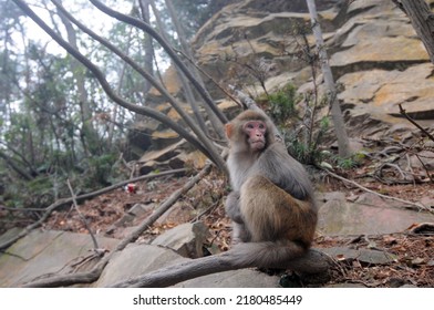 The Macaques Constitute A Genus Of Gregarious Old World Monkeys Of The Subfamily Cercopithecinae. 