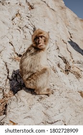 Macaques Monkey On A Sun Soaked Rock