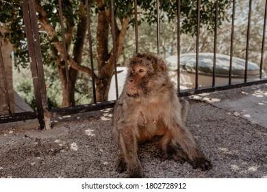 Macaques Monkey On A Sun Soaked Rock