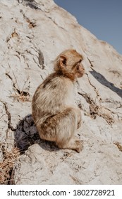 Macaques Monkey On A Sun Soaked Rock