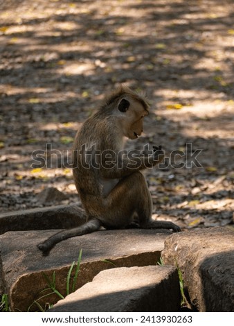 
macaques on the rokc. tropical monkeys. tropical landscape, trees, palms, animals. monkey on the rock
