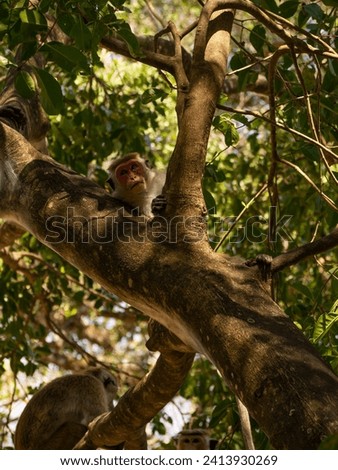 
macaques on a tree. tropical monkeys. tropical landscape, trees, palms, animals. monkey on the tree