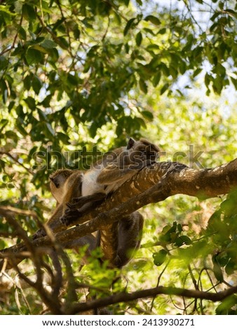 
macaques on a tree. tropical monkeys. tropical landscape, trees, palms, animals. monkey on the tree