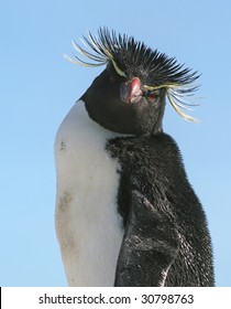 Macaroni Penguin