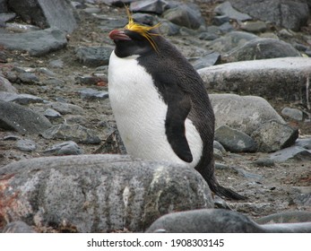 A Macaroni Penguin In Antarctica