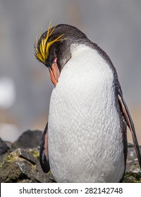 Macaroni Penguin Preening