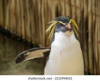 Macaroni penguin sticks out flipper to dry in reed enclosure