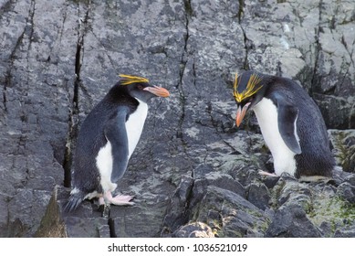 Macaroni Penguins On Rock