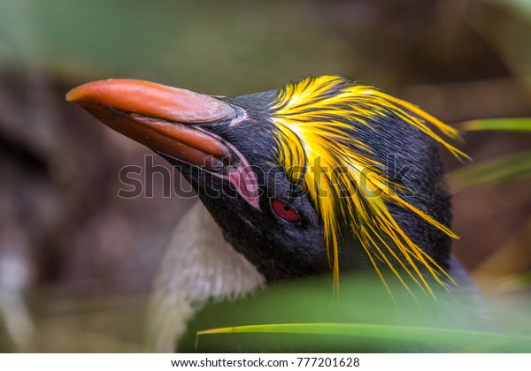 Macaroni penguins with red eyes in South\
Georgia close up with grass in the\
background.