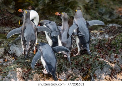 Macaroni Penguins In South Georgia