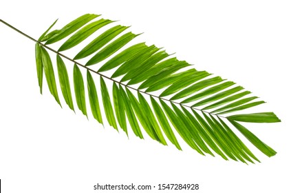 Macarthur palm leaves(Ptychosperma macarthurii)Tropical isolated on white background.