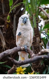 Macau At Bloedel Conservatory