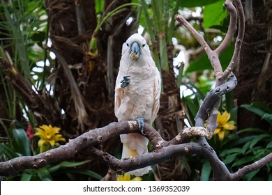 Macau At Bloedel Conservatory