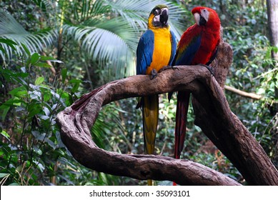 macaw - Powered by Shutterstock